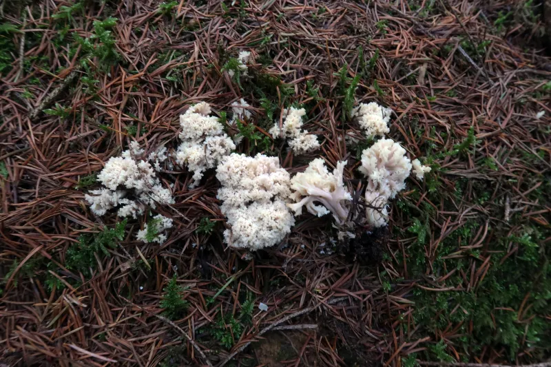 Clavulina coralloides 1 - IMG_2535